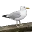 Чайка, іконка